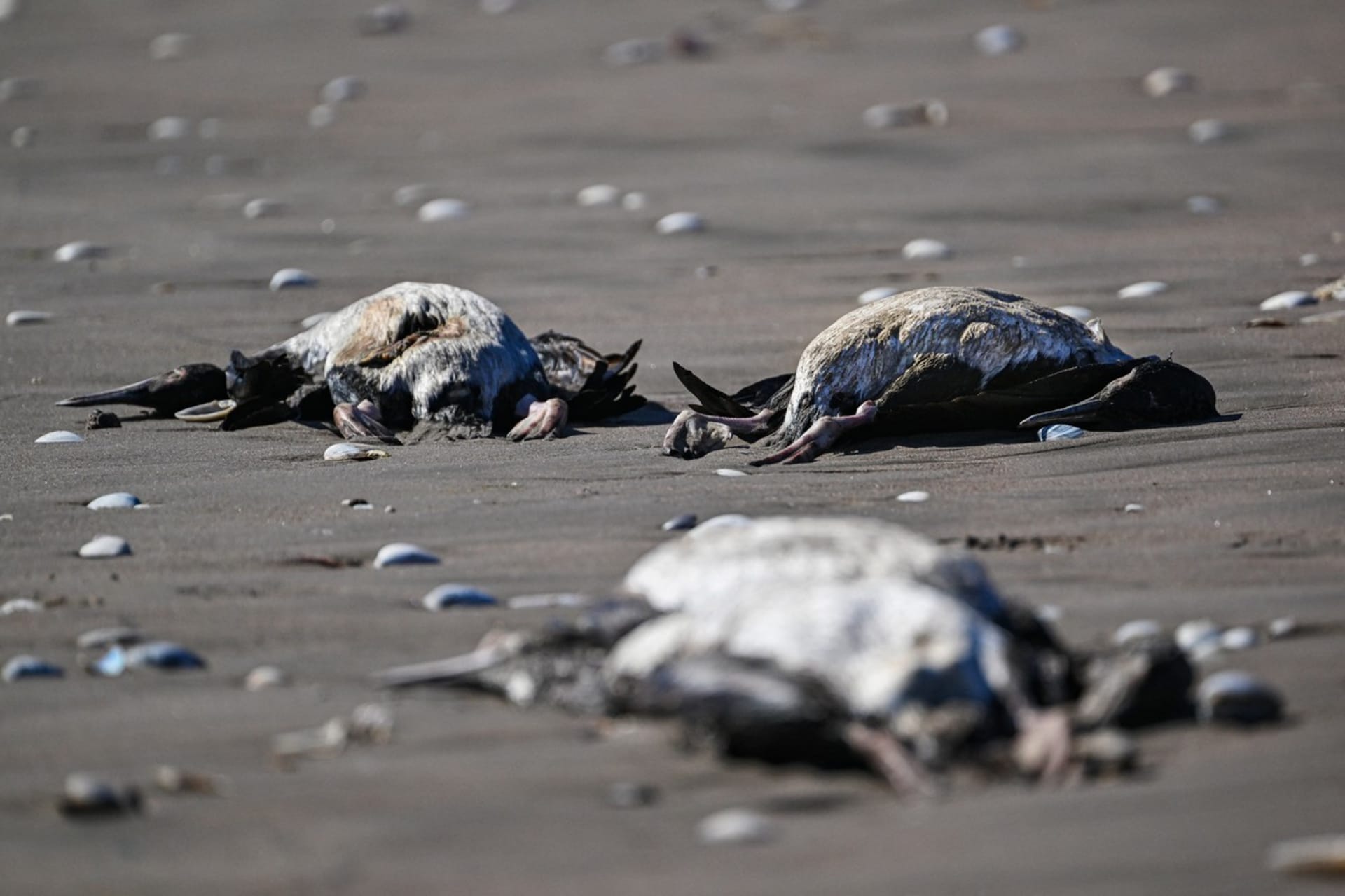 Záhadný úhyn ptáků na pláži Changa v Chile