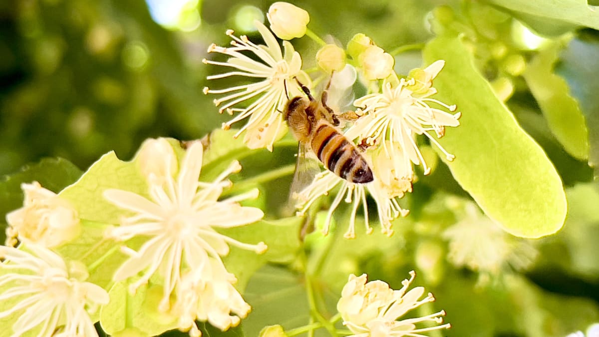 Ani včelky si nenechají ujít voňavé lipové květy
