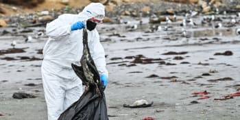 Záhada v Chile: Pláž zaplavily tisíce mrtvých ptáků. Něco se děje v moři, bojí se rybáři