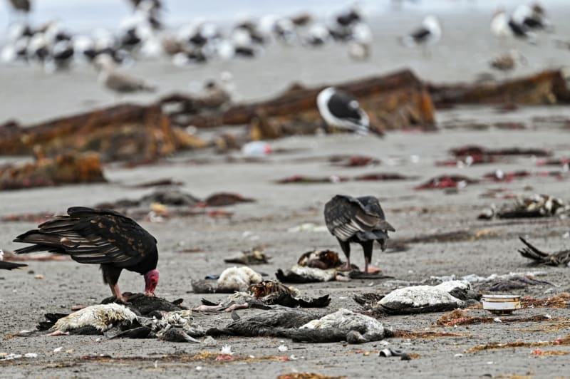 Záhadný úhyn ptáků na pláži Changa v Chile