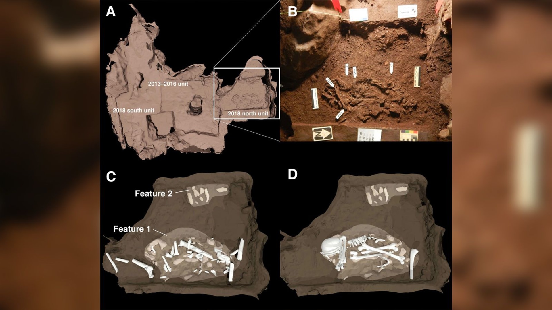 Tento obrázek ukazuje dva pohřební útvary objevené v jeskyni Dinaledi v jeskyni Rising Star a jedno tělo patřilo dospělému Homo naledi a druhé bylo nezletilé.