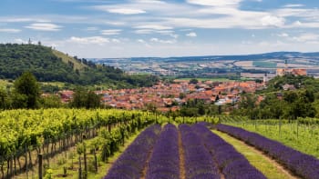 Nejlepší tipy na vinařskou turistiku: Kam vyrazit na výlet a kde si užít víno i s jídlem