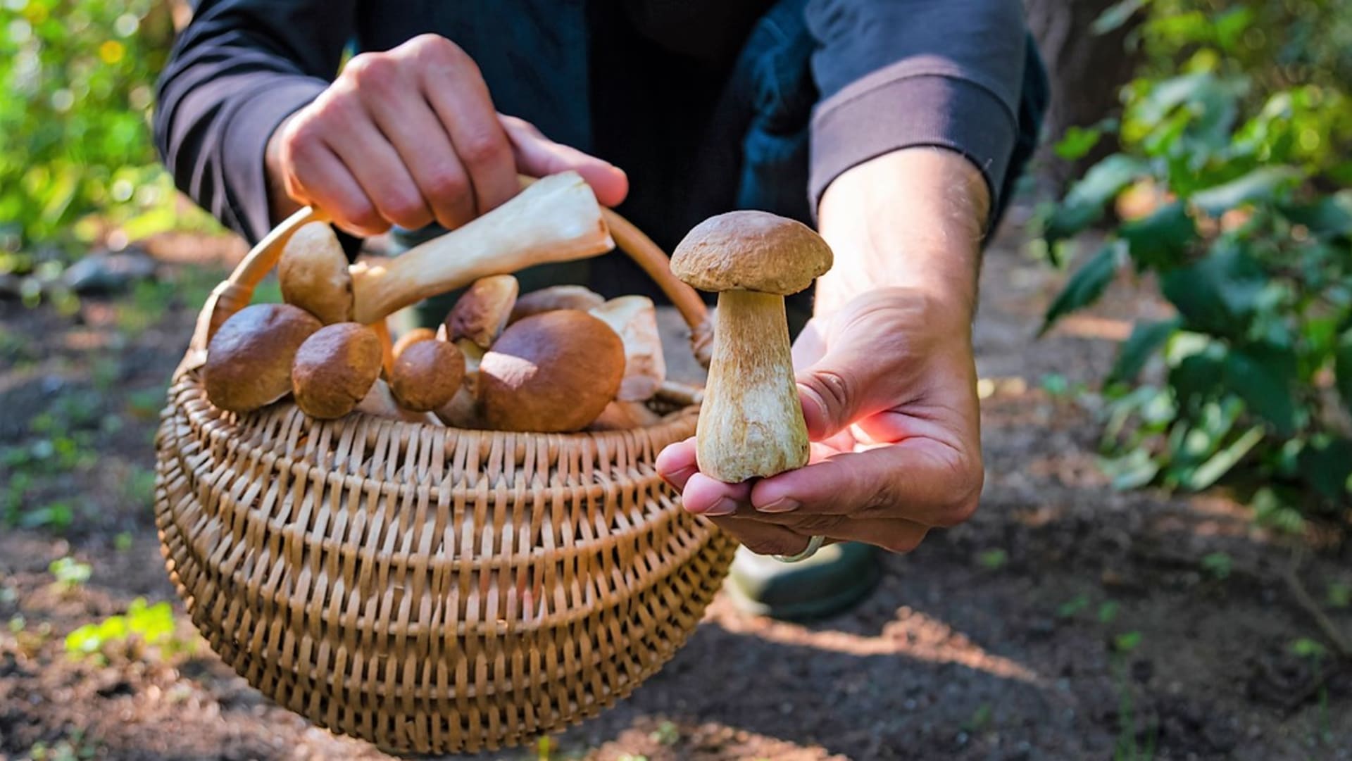 Houbařský sezona začíná v červnu pomalu nabírat na obrátkách. Z lesa si už můžeme přinést první hřibovité houby.
