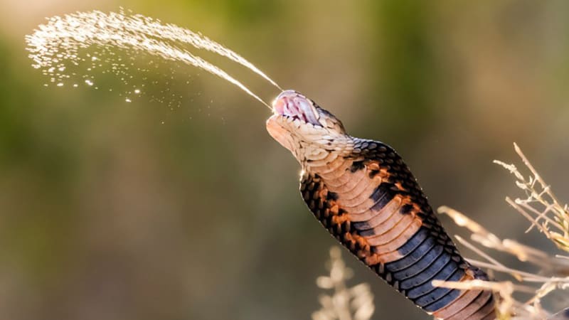 Kobra mosambická při útoku