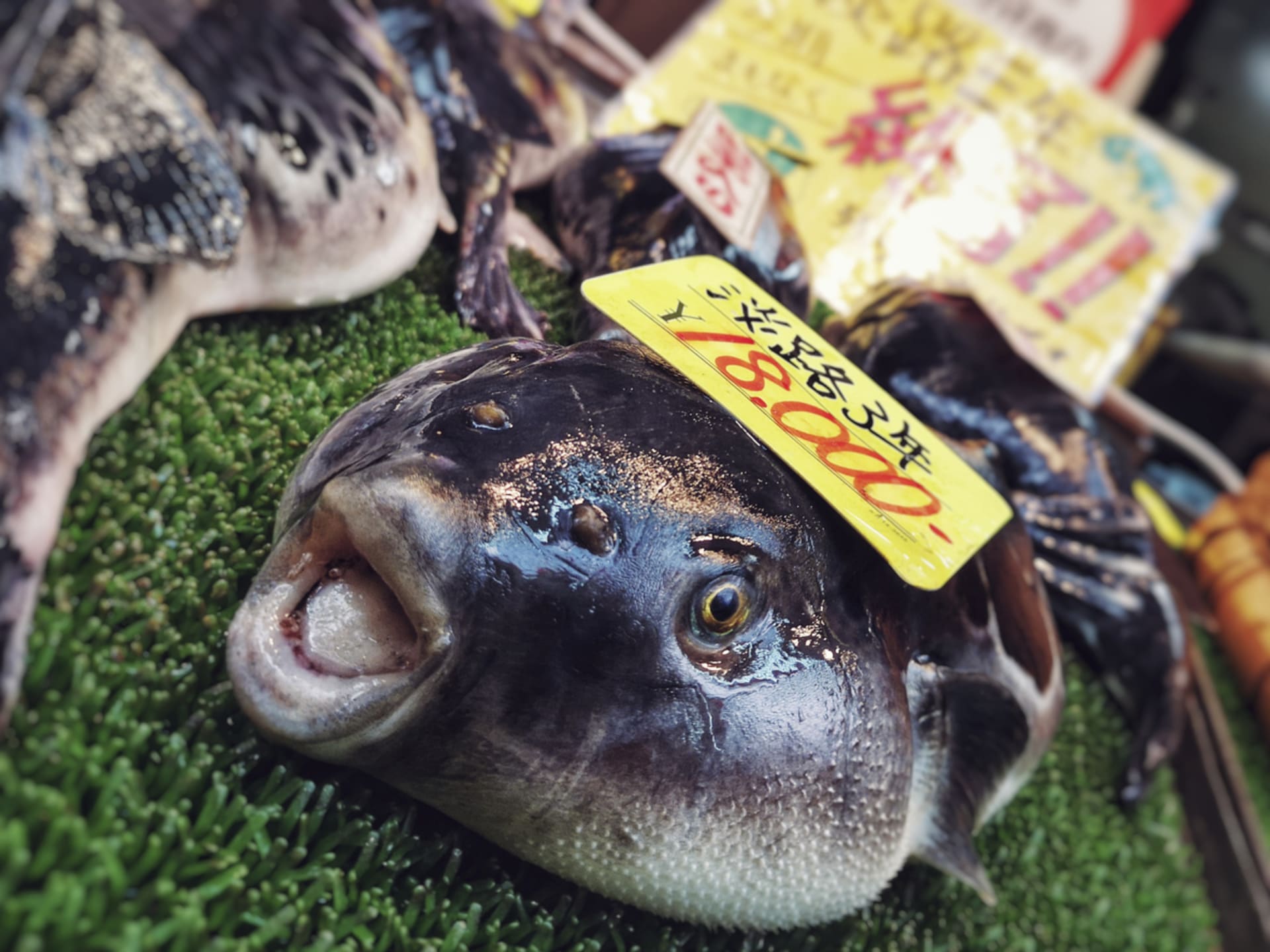 Příbuzná čverzubce stříbropásého, ryba Fugu
