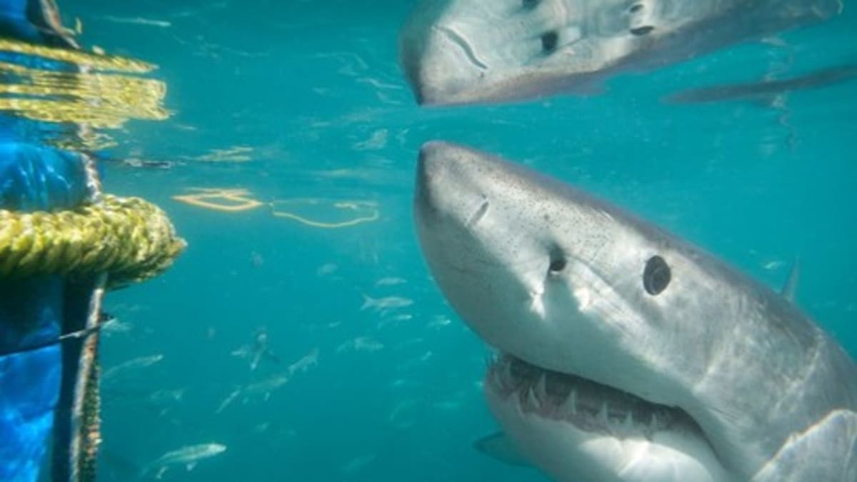 Žralok u hladiny (ilustrační foto)