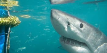 Záběry z honu na žraloka: Rybáři ulovili zabijáka z Hurghady. Expert popsal možné důvody útoku