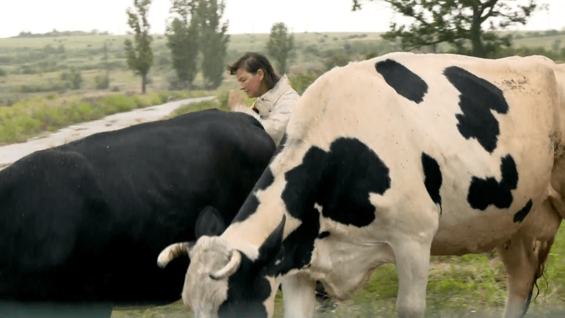 Světlana zachránila své stádo krav, nic jiného jí prakticky nezbylo.