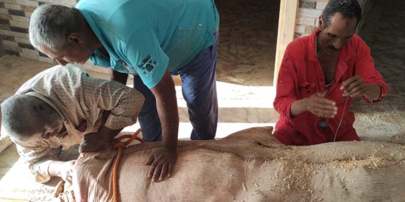 Mumifikace žraloka, který v Egyptě zabil ruského turistu