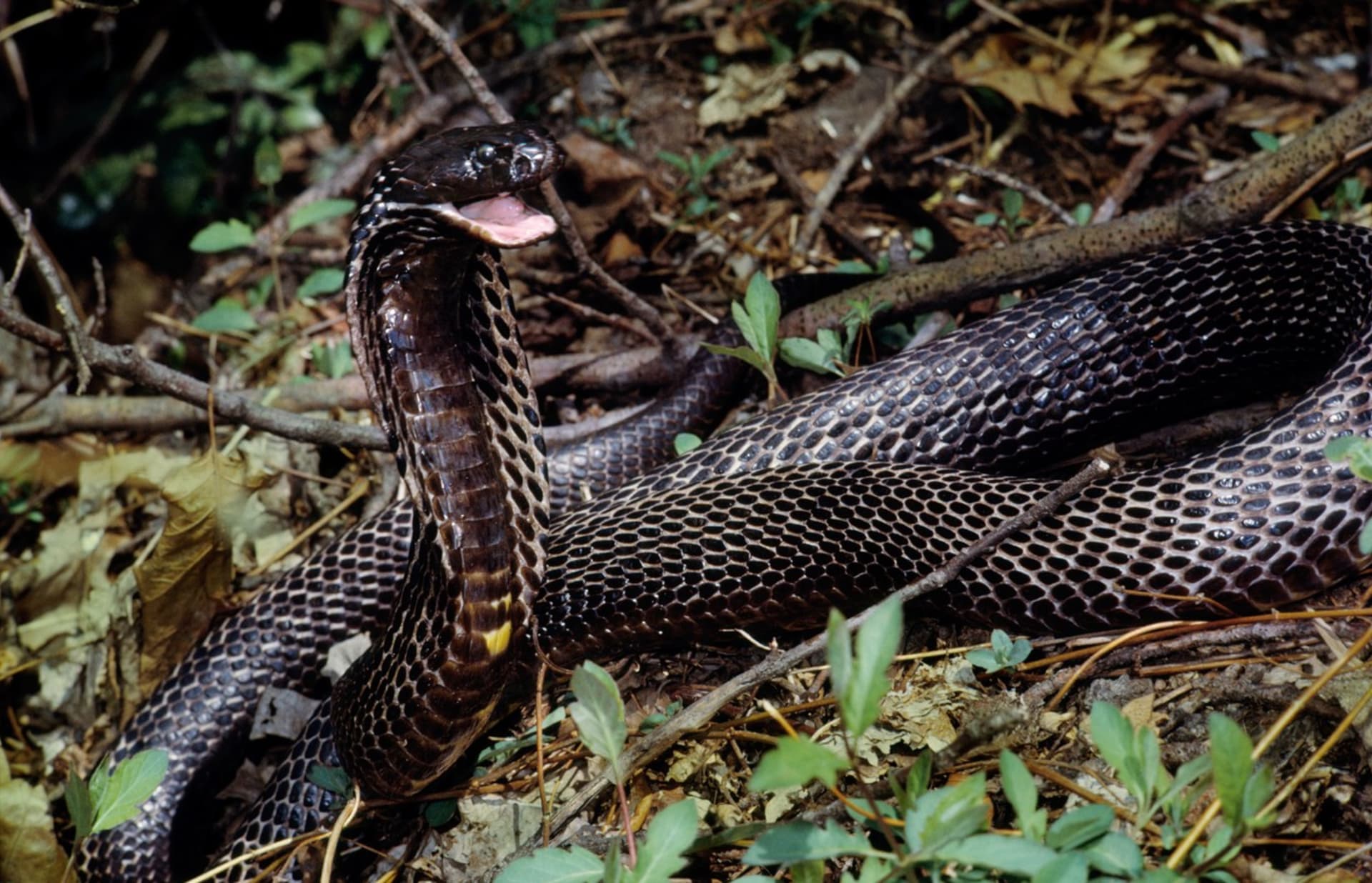 V případě nouze umí kobra obojková předstírat smrt