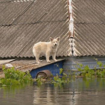 Ničivé záplavy na jižní Ukrajině dostávají do zoufalé situace tamní obyvatelstvo i zvířata.