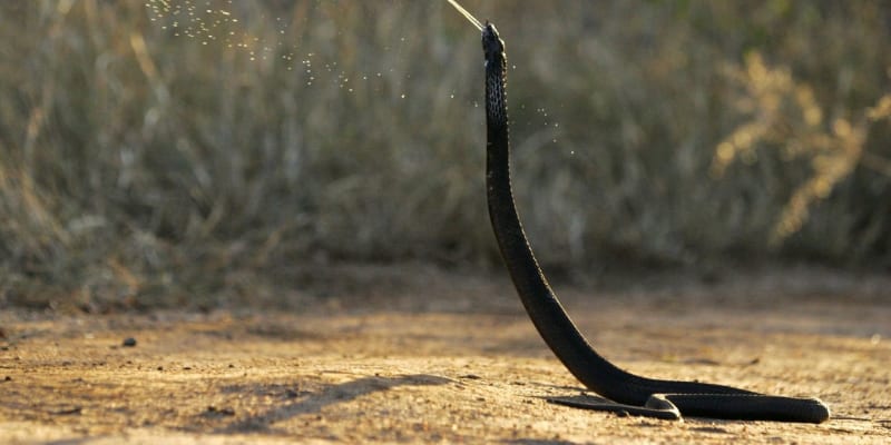 Kobra obojková vychrlí jed až na 2,5 metru