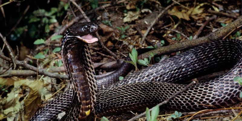 V případě nouze umí kobra obojková předstírat smrt