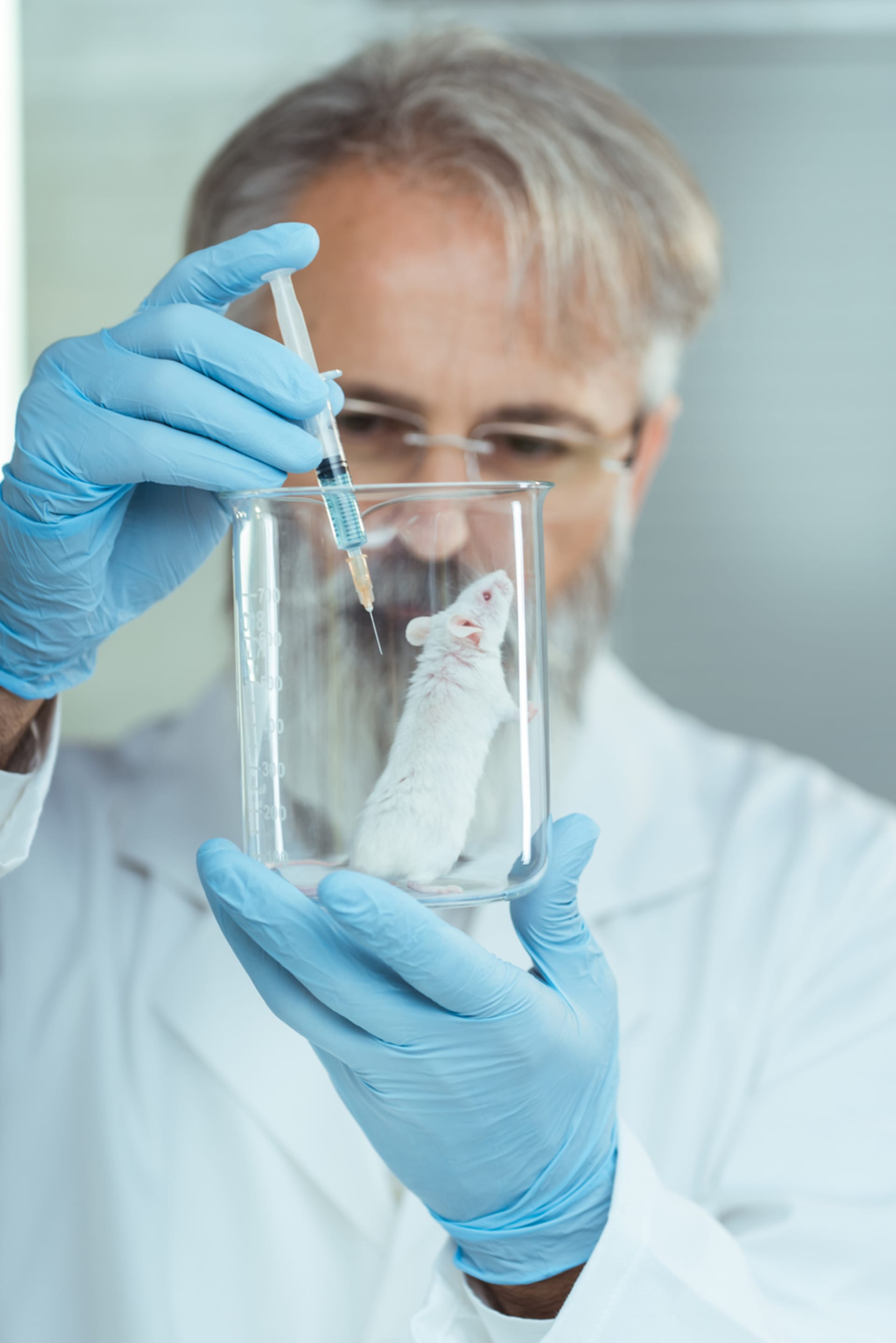 Laboratorním myším taurin prodloužil život o několik měsíců