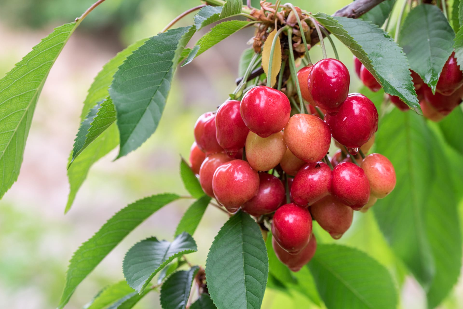 Šťavnaté třešně náleží mezi nejoblíbenější letní ovoce