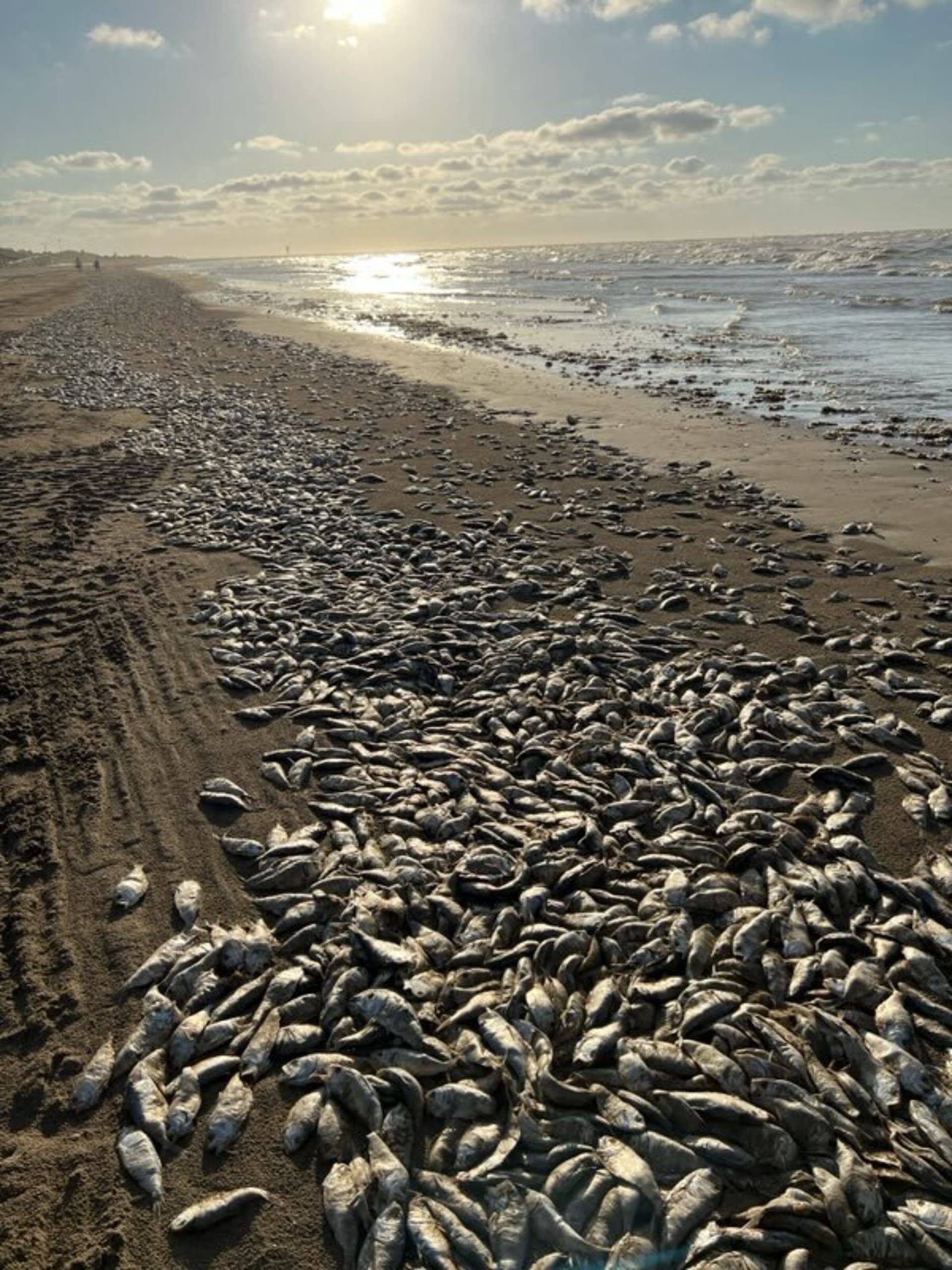 Statisíce mrtvých ryb na plážích