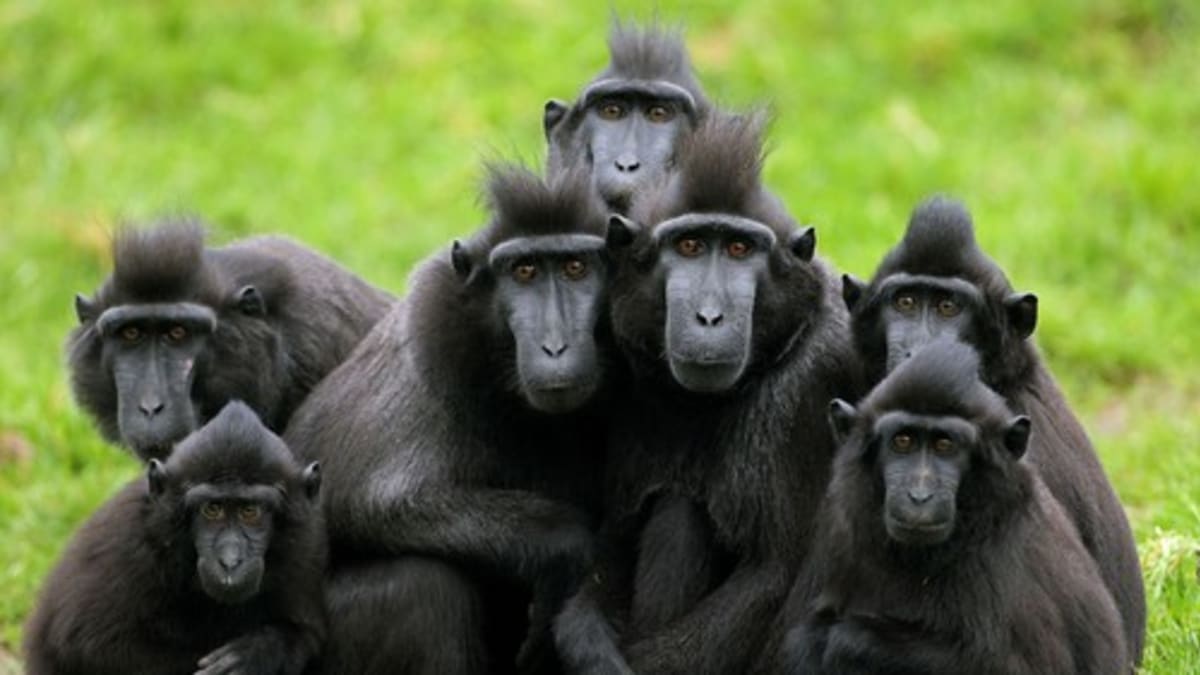 Tlupa makaků chocholatých uprchla ze zoo v Děčíně. 