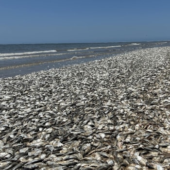 Pobřeží amerického státu Texas zavalily mrtvé ryby.