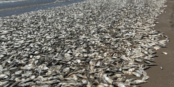 Rybí pohroma. Statisíce uhynulých zvířat zaplavily texaské pobřeží, úřady to nepamatují