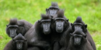 Ze zoo v Děčíně uteklo sedm opic, areál je uzavřený. Lidé se nemají snažit zvířata odchytit