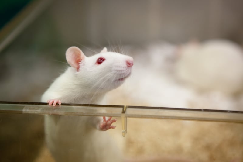 Laboratorní myšky na taurinu nejenže žily déle, ale byly i zdravější