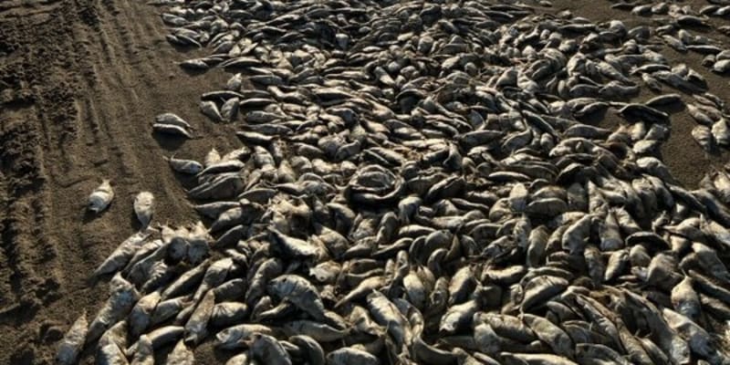 Statisíce mrtvých ryb na plážích