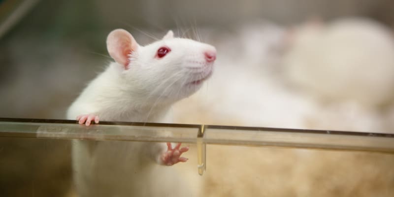 Laboratorní myšky na taurinu nejenže žily déle, ale byly i zdravější