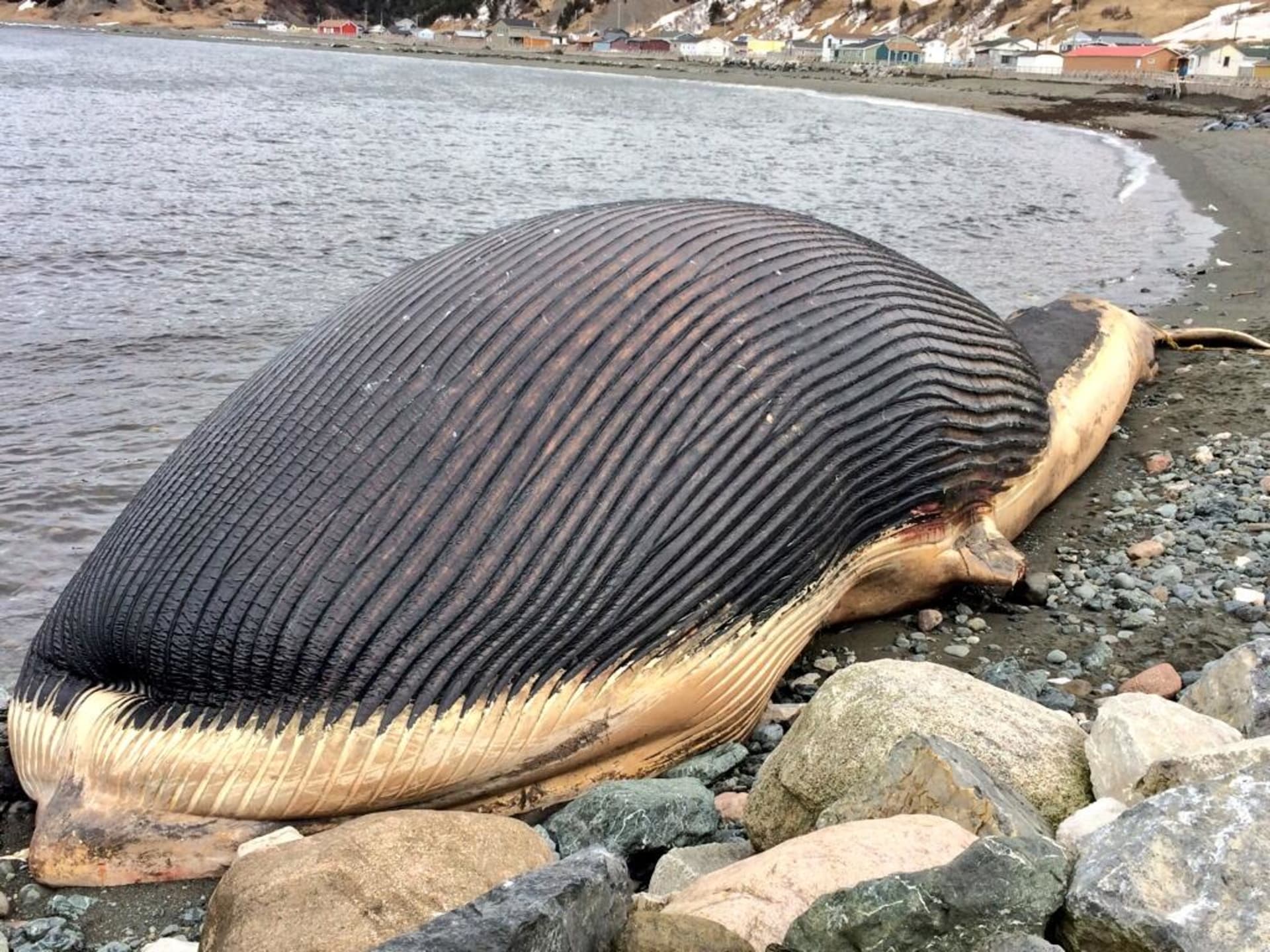 Velryba čekající na explozi