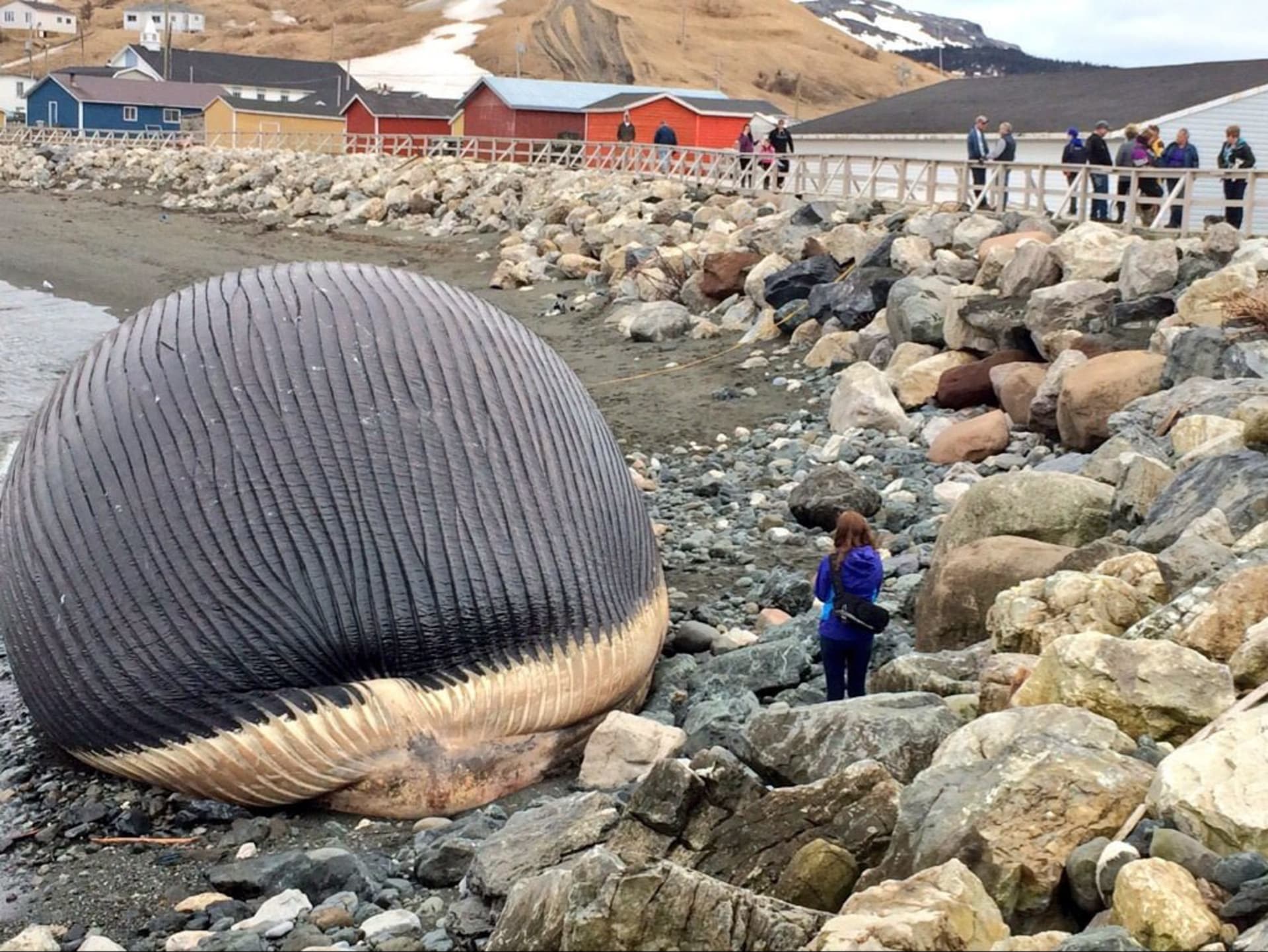 Velryba čekající na explozi