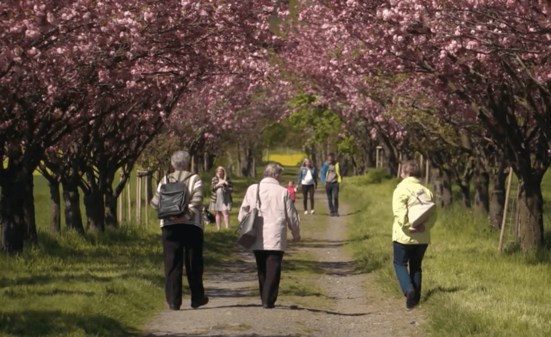 Kvetoucí sakury každoročně přilákají davy lidí.