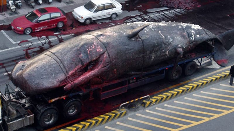 Proč vybuchují velryby? Strach z mrtvých kytovců dovedl lidstvo k řízeným náložím
