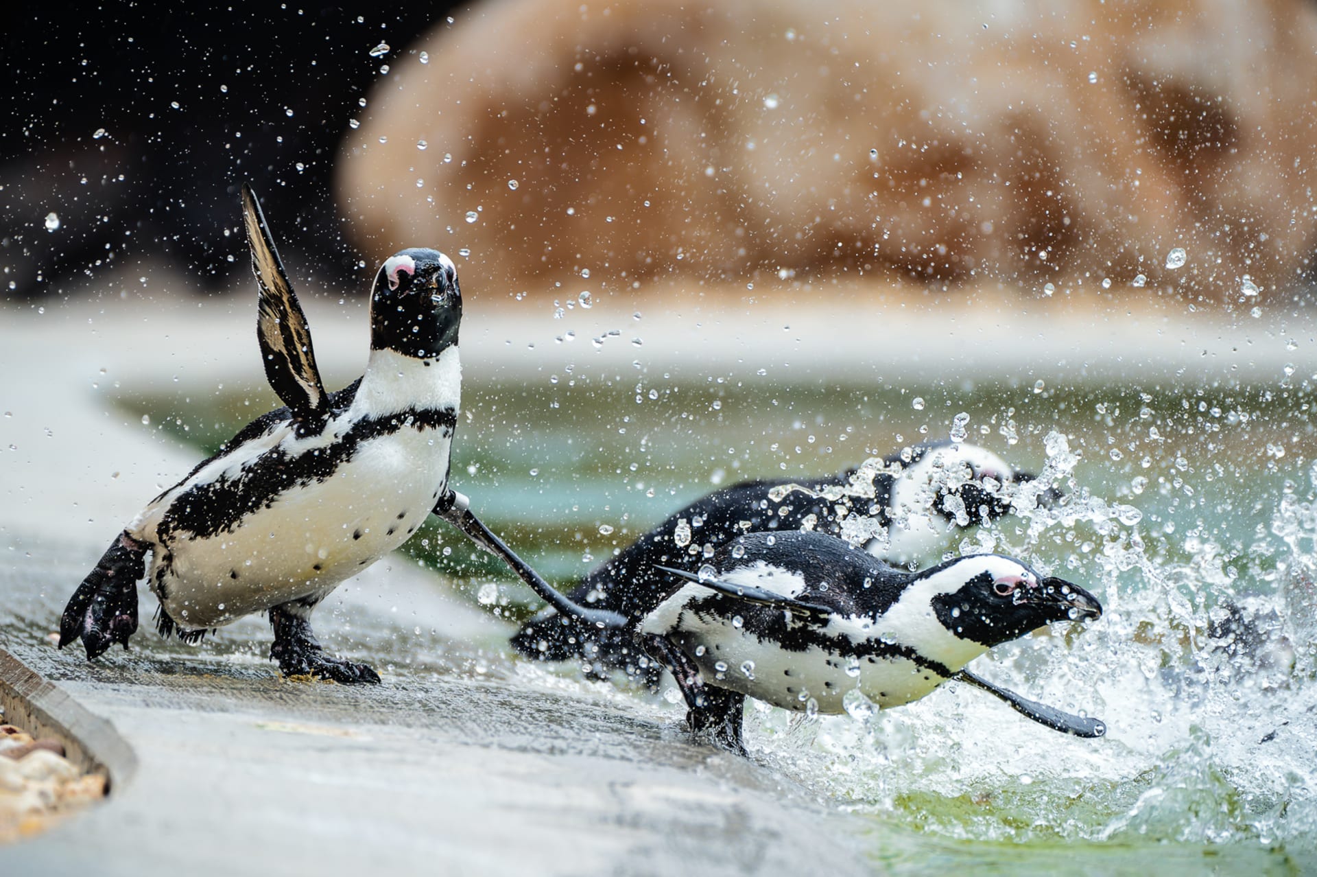 Součástí nového areálu West Cape v Safari Parku Dvůr Králové jsou i tučňáci brýloví.