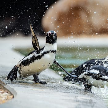 Součástí nového areálu West Cape v Safari Parku Dvůr Králové jsou i tučňáci brýloví.