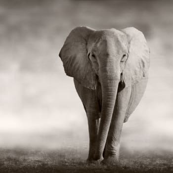 Slon africký - ilustrační foto
