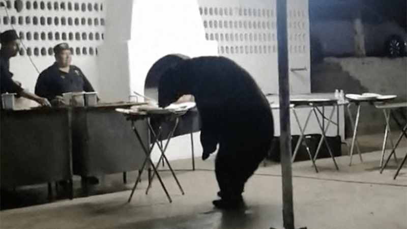 Hladový medvěd v Mexiku překvapil účastníky party. Bezmocní kuchaři jen sledovali, jak luxuje bufet