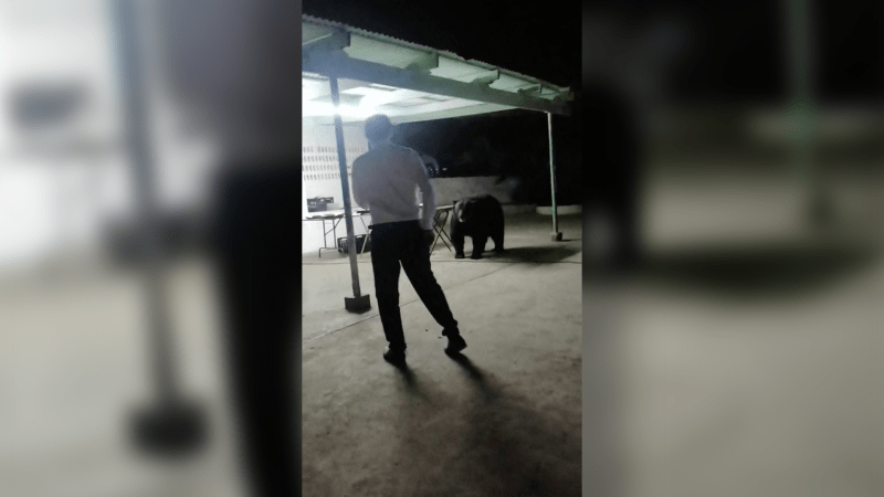 Hladový medvěd v Mexiku překvapil účastníky party. Bezmocní kuchaři jen sledovali, jak luxuje bufet