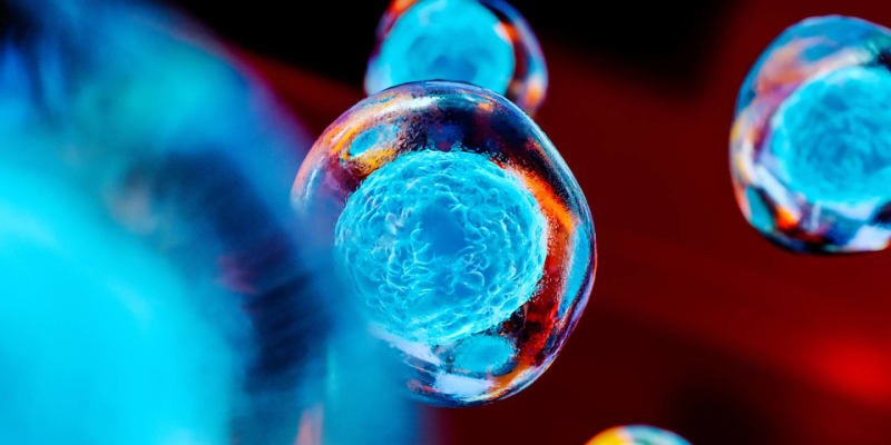 Shluk buněk má sloužit k výzkumu raných stádií  vývoje embrya