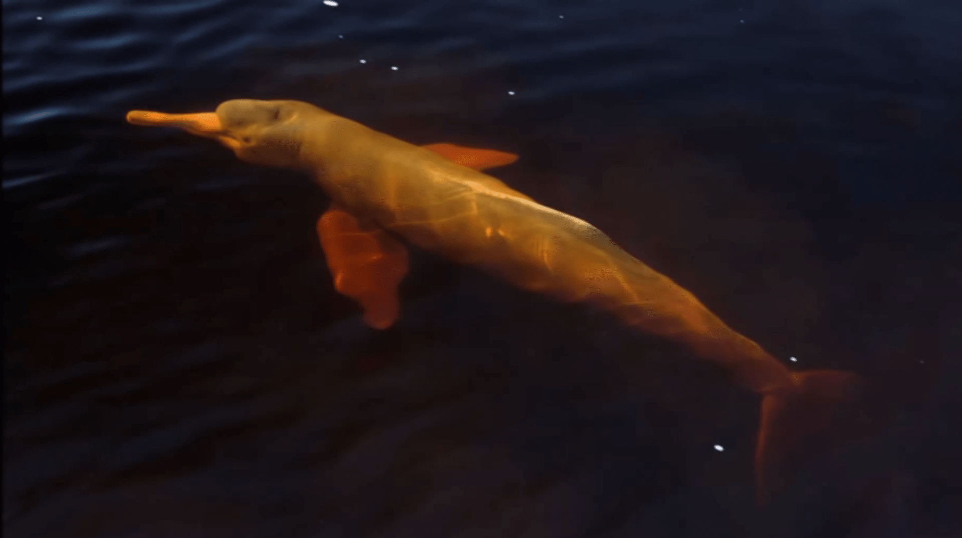 Jeden z nově objevených druhů - říční delfín z řeky Araguaia