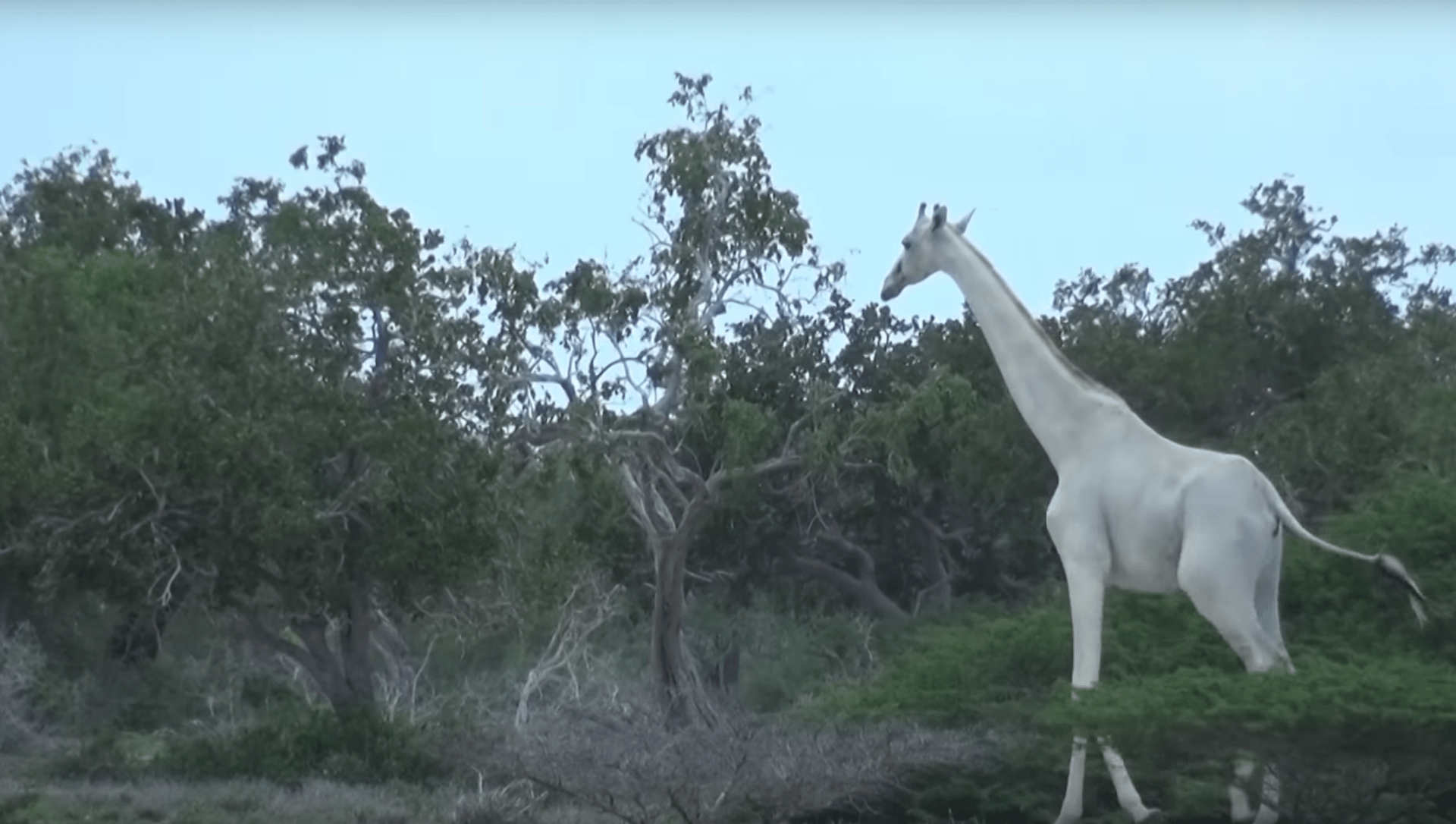 Bílé žirafy
