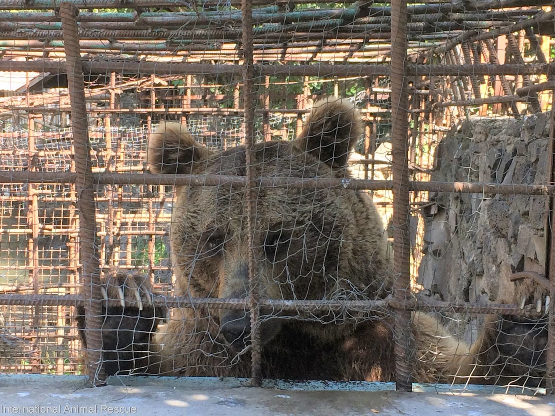 Jeden z mnoha vězněných medvědů v Arménii