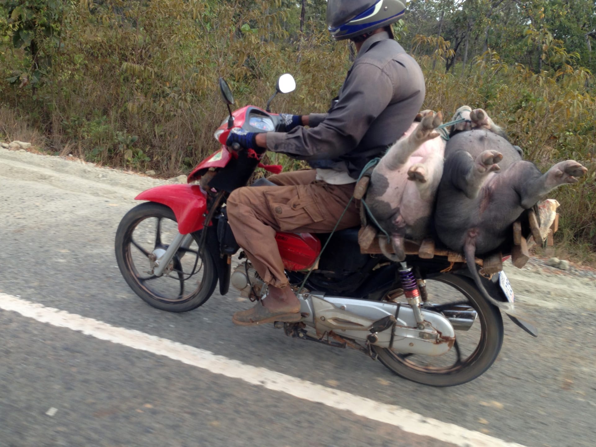 V JV Asii se na motorce převáží i mrtvá zvířata.