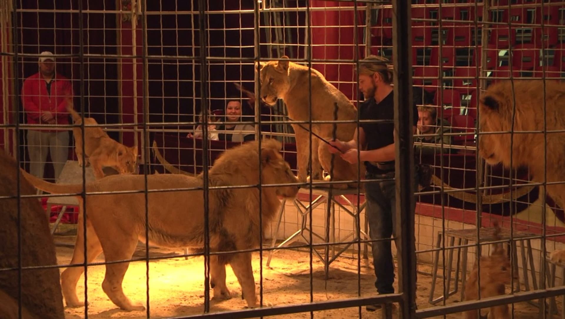 Divoká zvířata v cirkusech rozdělují veřejnost
