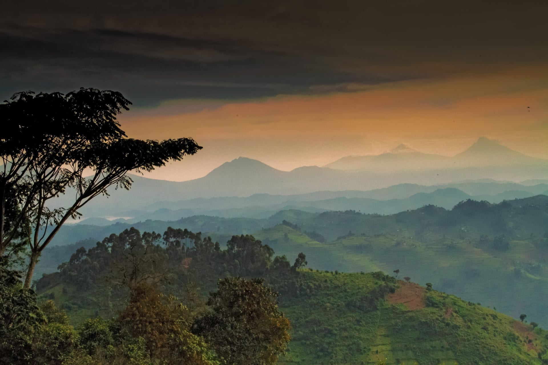 horský prales v Ugandě