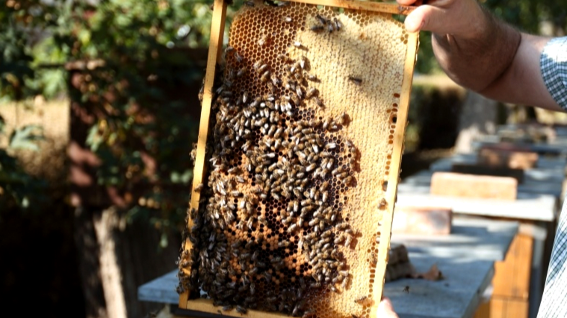 RECEPTÁŘ PRIMA NÁPADŮ: je čas ochránit včelstva před roztočem kleštíkem včelím