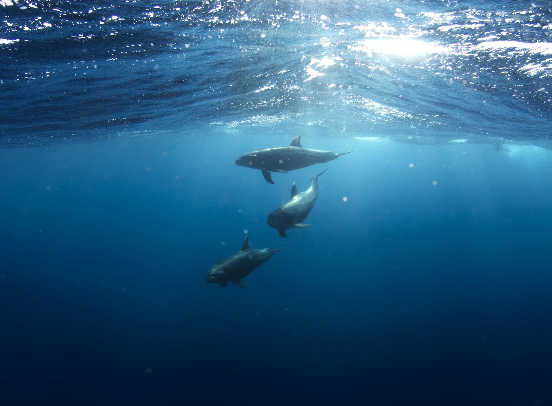 Ilustrační foto: delfín