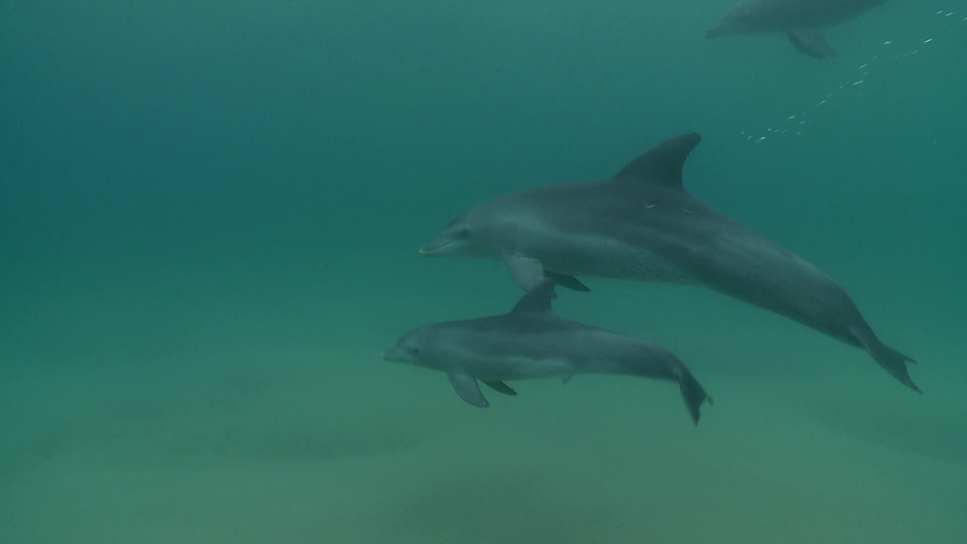 Tanec s delfíny