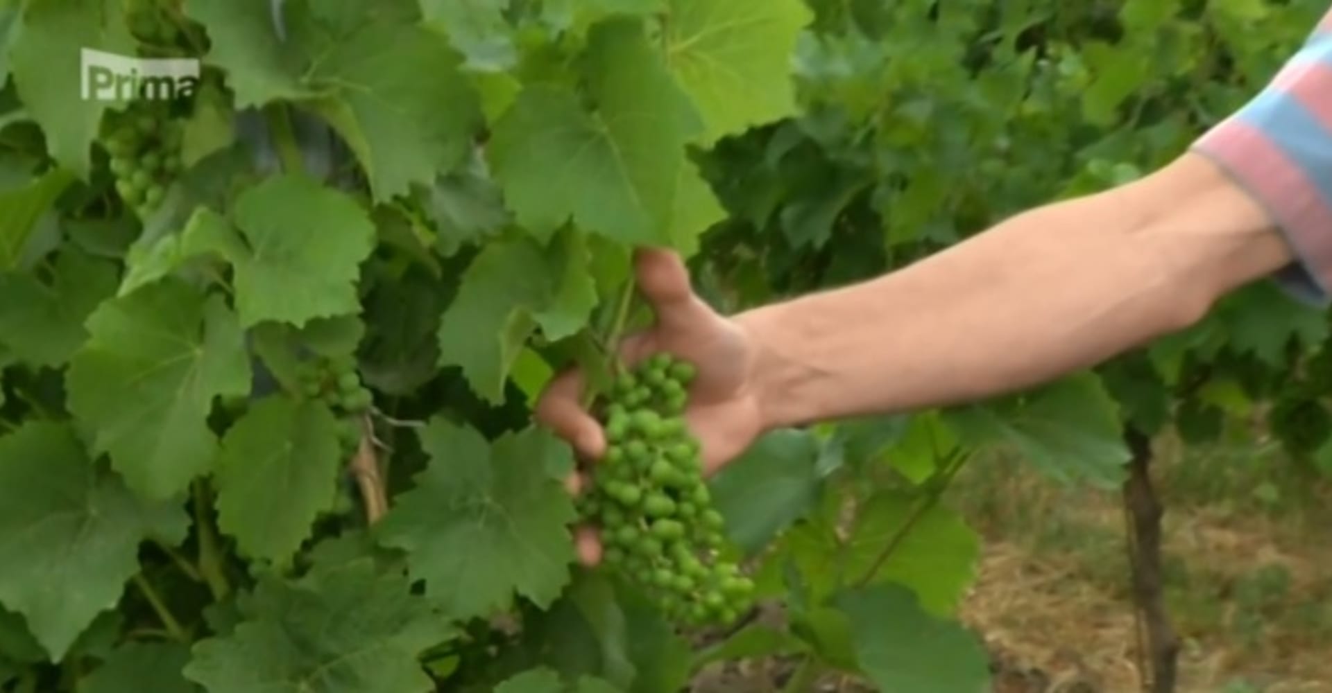 Ve vinicích se stále častěji objevuje nový druh révy
