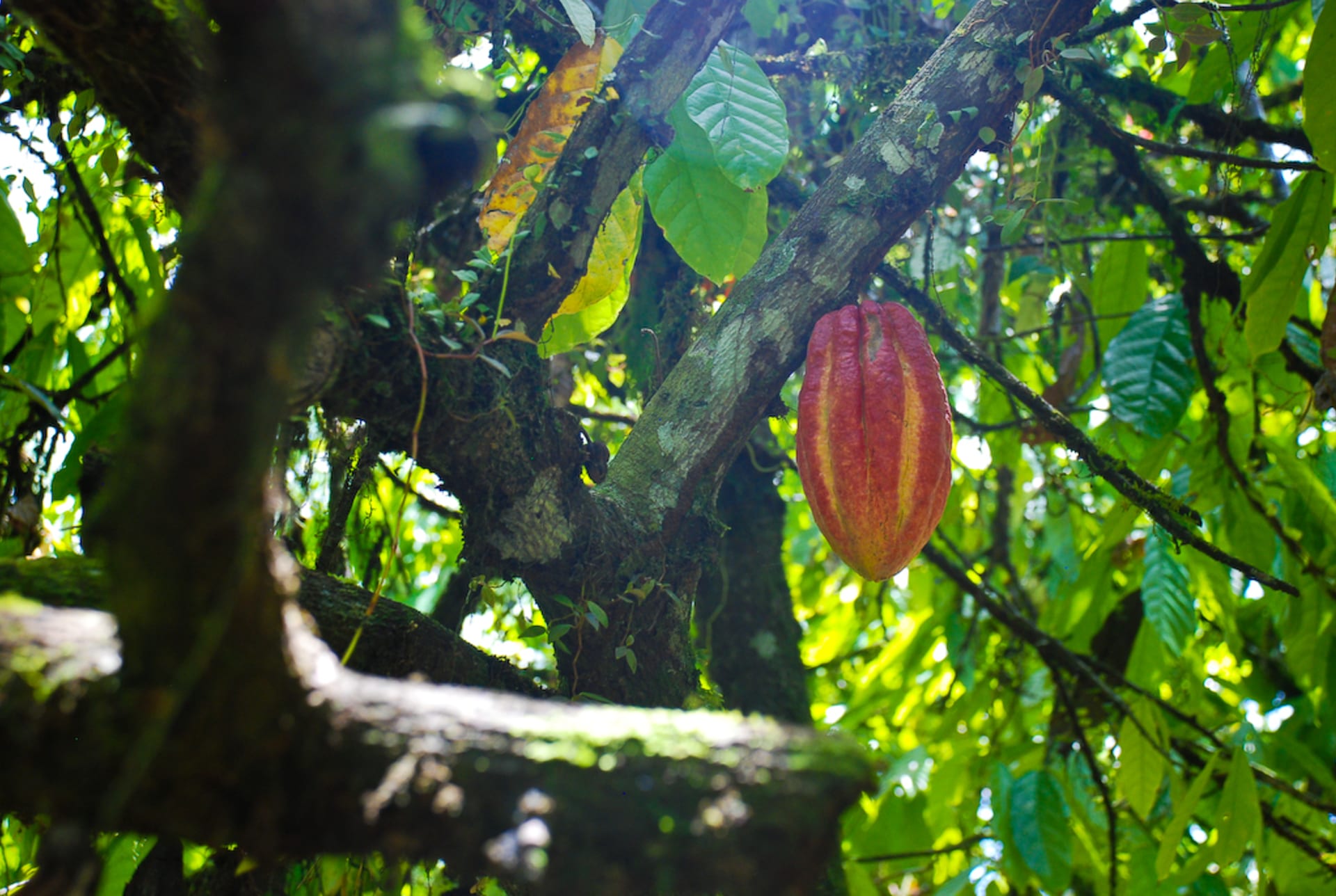 Kakaové boby rostou přímo z kmene kakaovníku FOTO: Flickr.com, autor: EverJean