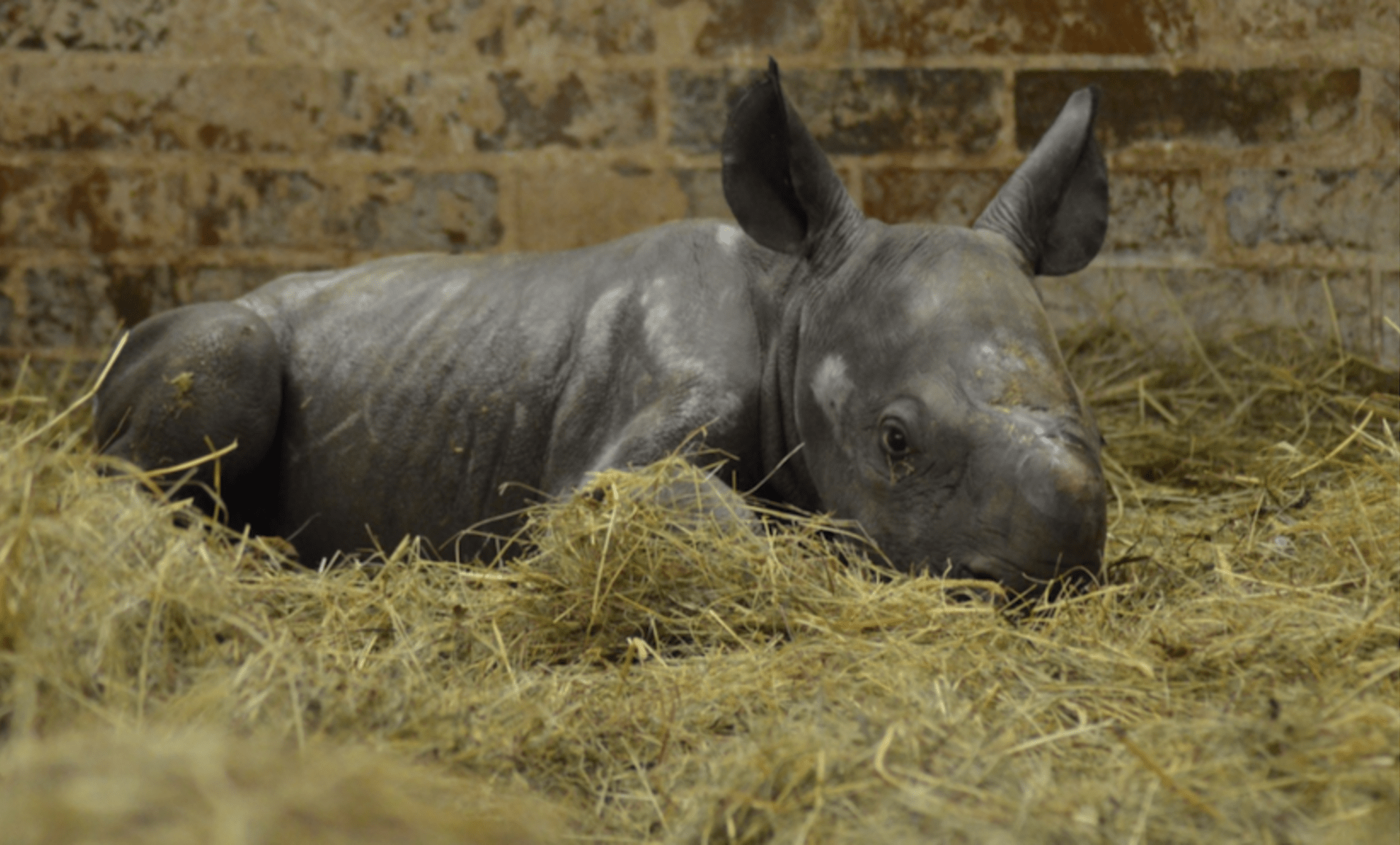 Stádo nosorožce dvourohého dvorské zoo se rozrostlo o novorozenou samičku 4