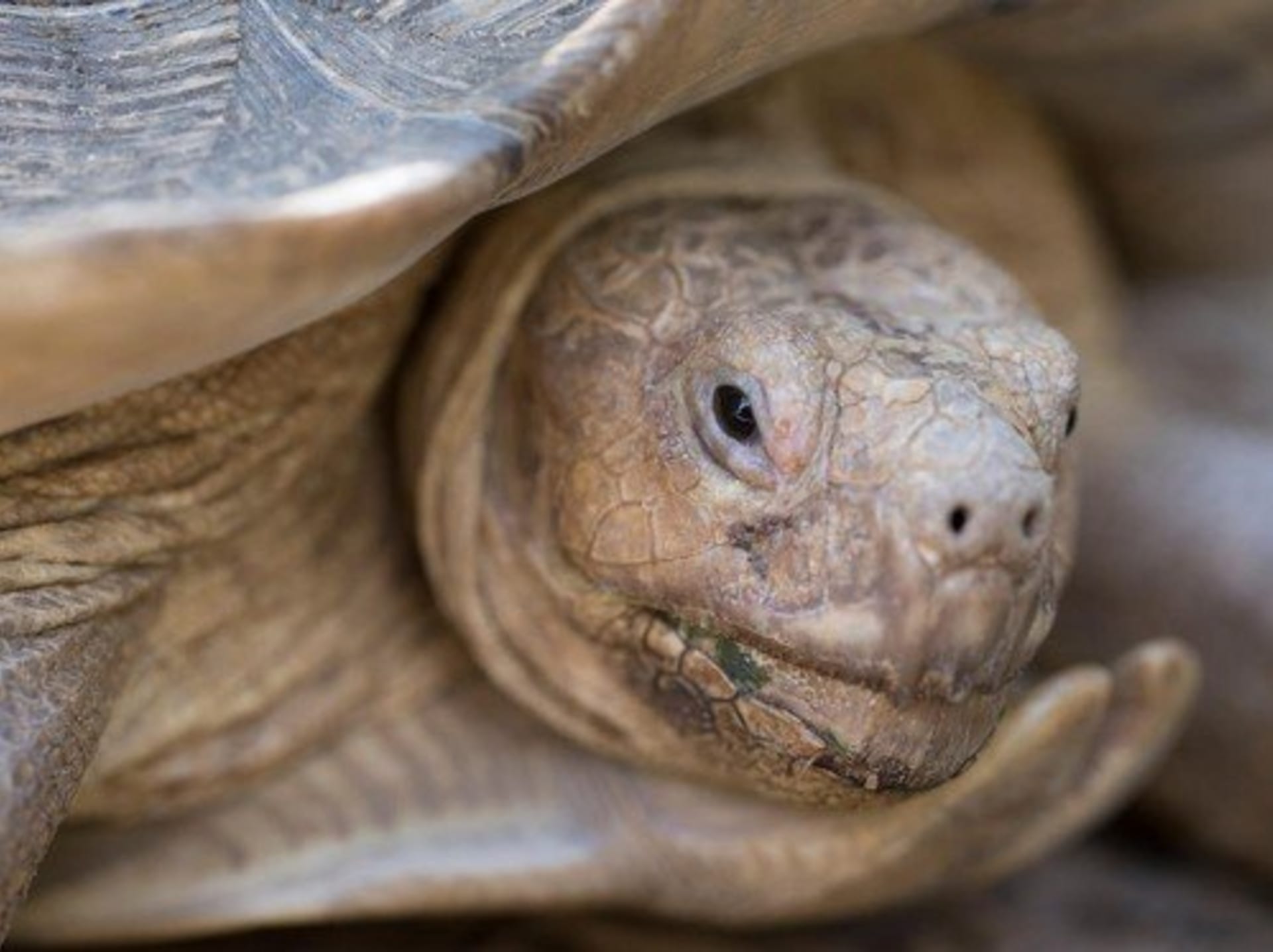 Na Sahaře najdete i skutečné suchozemské obry včetně želvy ostruhaté (Centrochelys sulcata)